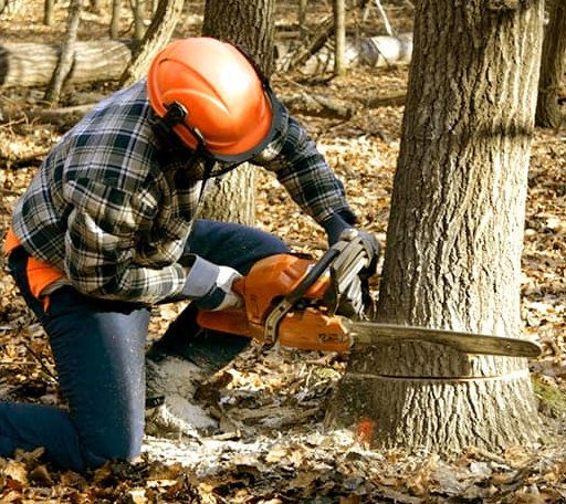 Tree Removal in Broadwater, NE
